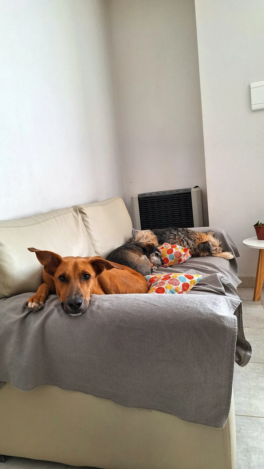 Equipo PG: los perros del equipo descansando en el sillón